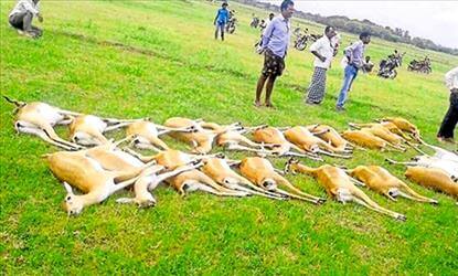 எலிக்கு வைச்சாங்க... சிக்கியது பலியானது 40 மான்கள்...